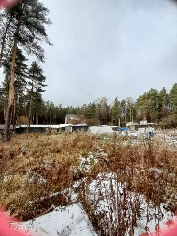 Участок в Санкт-Петербург, Санкт-Петербург, Зеленогорск Выборгский ... - Фото 2