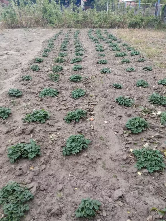 Участок в Саратовская область, Энгельс Рыбная ул. (7.0 сот.) - Фото 2