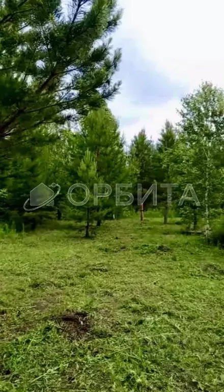 Участок в Тюменская область, Ялуторовский район, с. Сингуль Татарский ... - Фото 1