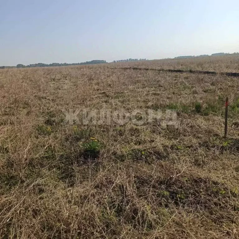 Участок в Новосибирская область, Колывань рп ул. Трактовая (10.0 сот.) - Фото 1