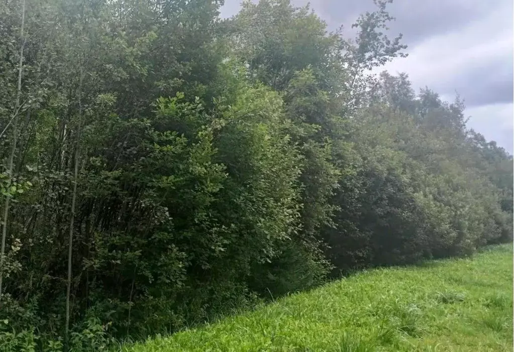 Участок в Московская область, Дмитровский муниципальный округ, д. ... - Фото 2