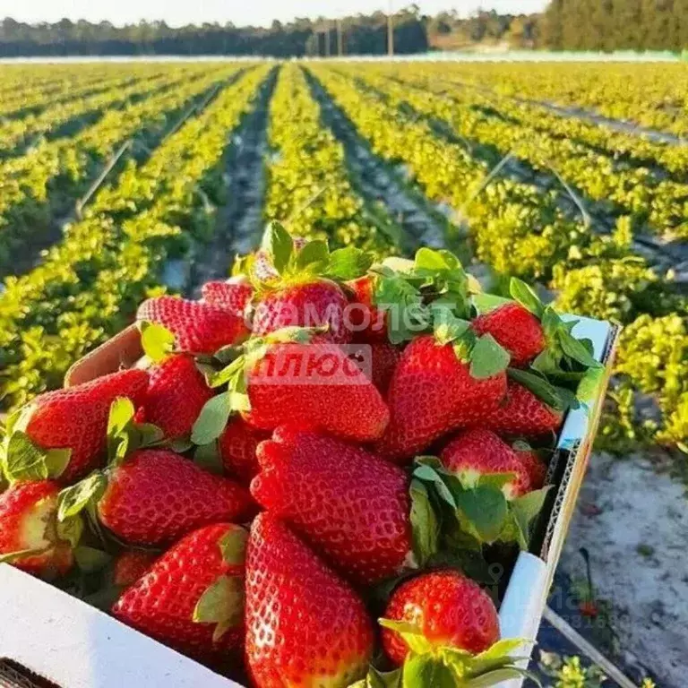 Участок в Астраханская область, Приволжский район, пос. Пойменный  ... - Фото 1