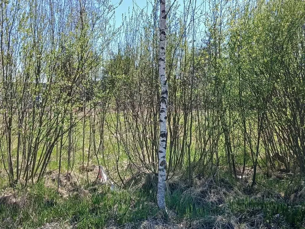 Участок в Ленинградская область, Всеволожский район, Агалатовское ... - Фото 1