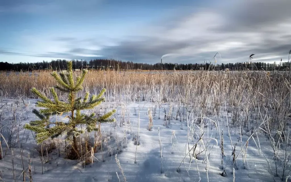 Участок в Омская область, Горьковский район, с. Лежанка Береговая ул., ... - Фото 0