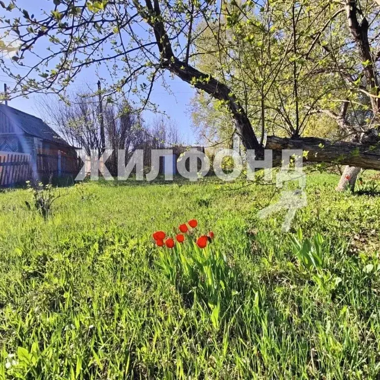 Дом в Новосибирская область, Новосибирск Угольщик садовое ... - Фото 1