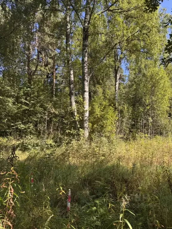 Участок в Ленинградская область, Приозерский район, Мельниковское ... - Фото 2