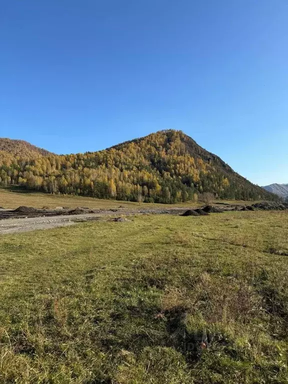 Участок в Алтай, Чемальский район, Элекмонарское с/пос, с. Элекмонар  ... - Фото 1