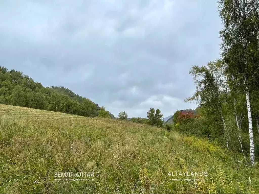 Участок в Алтай, Чемальский район, Чемальское с/пос  (10.0 сот.) - Фото 1
