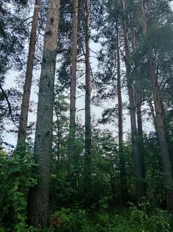 Участок в Новозавидовский, Железнодорожная улица, 16 (10 м) - Фото 1