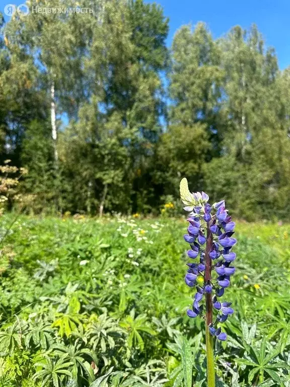 Участок в Московская область, городской округ Клин, деревня Вертково ... - Фото 1