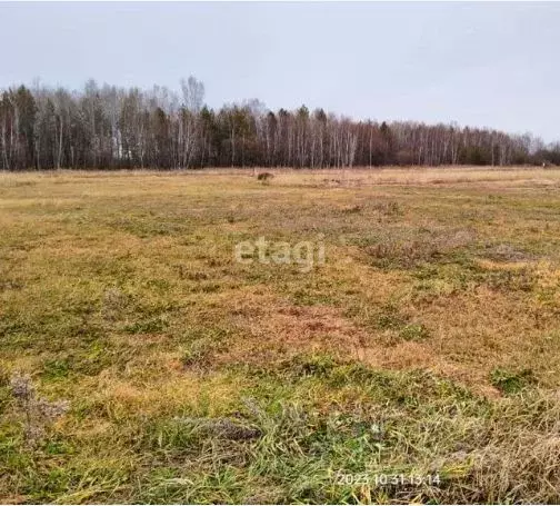 Участок в Амурская область, Благовещенский район, с. Усть-Ивановка  ... - Фото 0