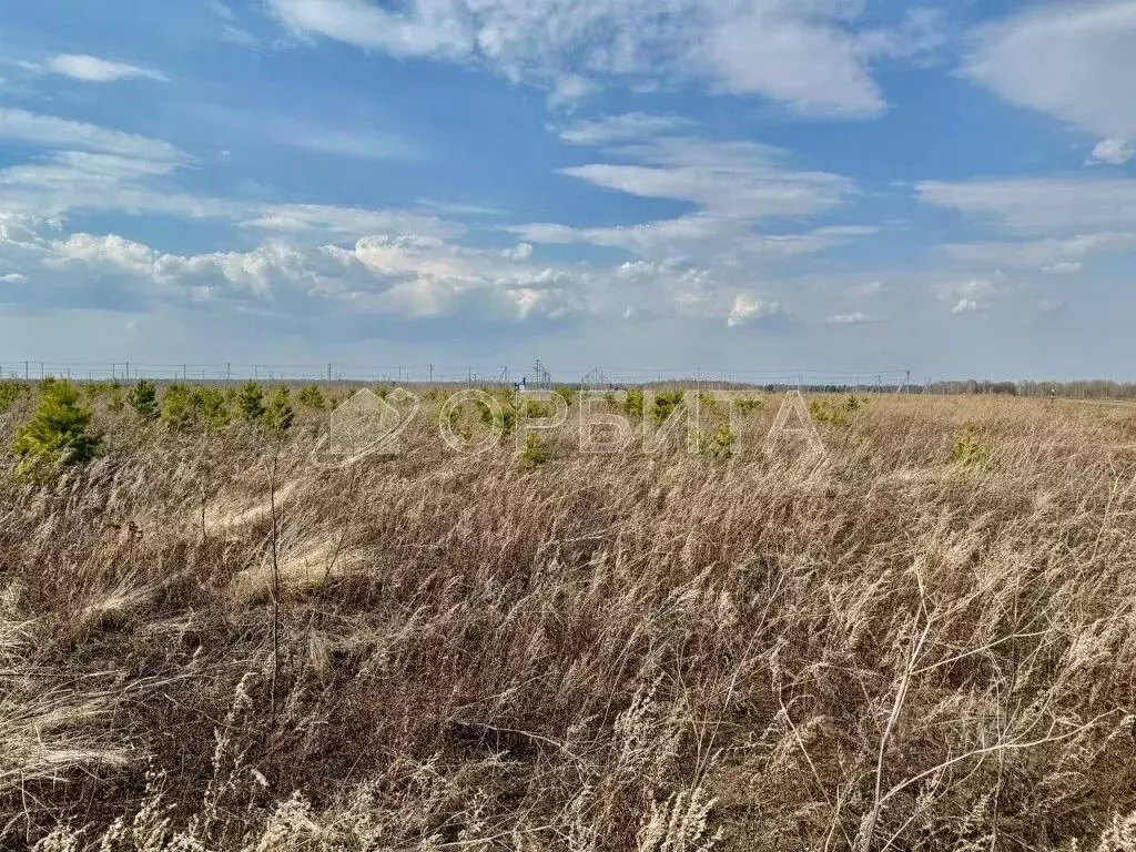Участок в Тюменская область, Тюменский муниципальный округ, с. Щербак  ... - Фото 1