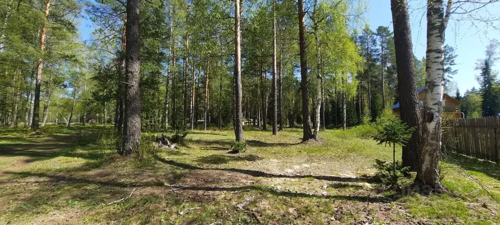 Участок в Алтай, Турочакский район, с. Озеро-Куреево Центральная ул., ... - Фото 1