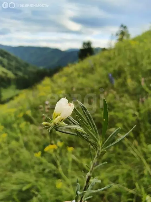 Участок в Шебалинский район, село Мыюта (2800 м) - Фото 0