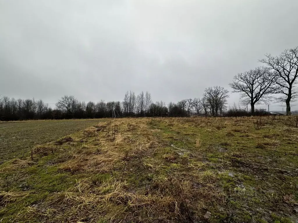 Участок в Калининградская область, Багратионовский муниципальный ... - Фото 2