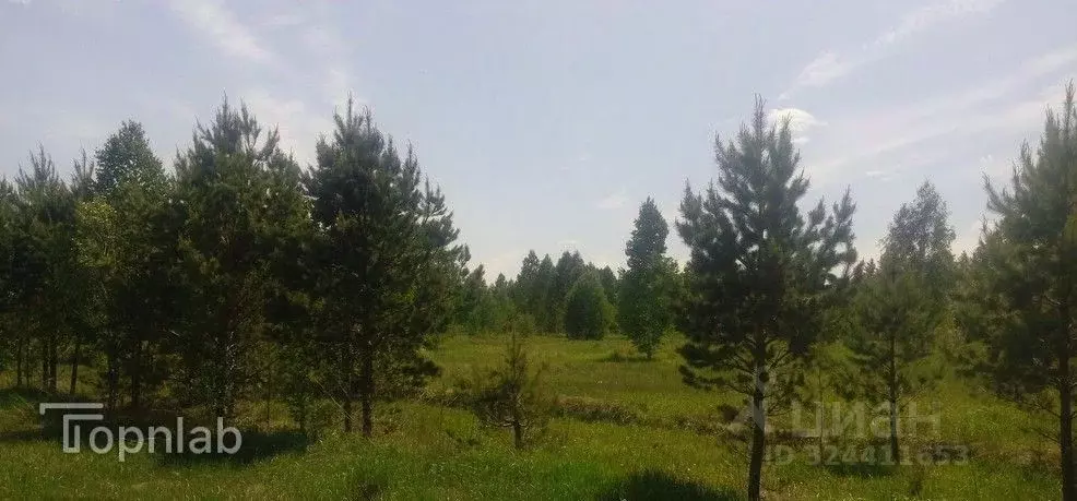 Участок в Алтайский край, Первомайский район, с. Баюновские ключи ... - Фото 1