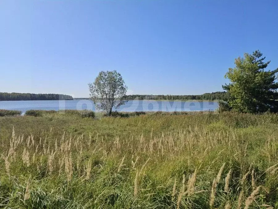 Участок в Московская область, Шаховская городской округ, д. Сутоки  ... - Фото 0