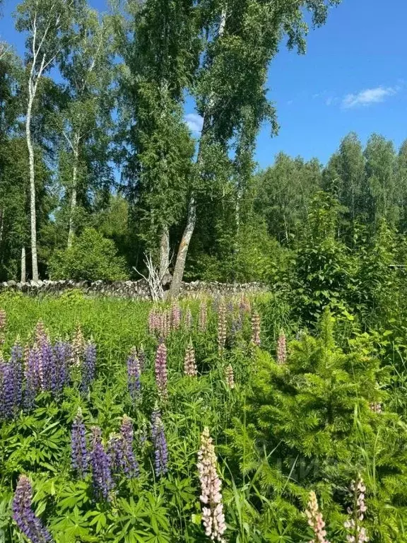 Участок в Новосибирская область, Новосибирский район, Барышевский ... - Фото 1