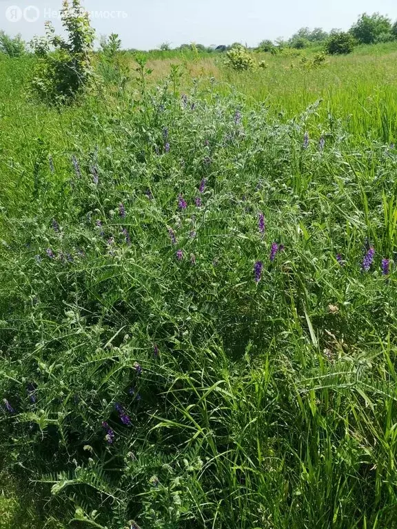 Участок в станица Медведовская, улица Чкалова, 41 (4 м) - Фото 1