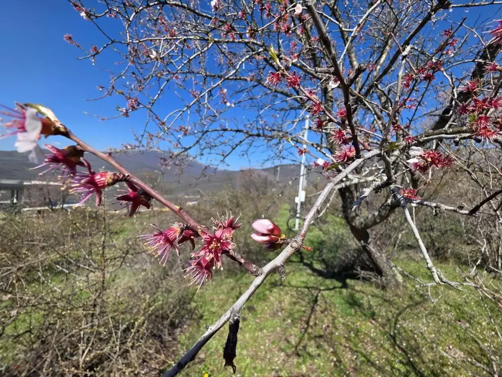 Участок в Крым, Алушта муниципальный округ, с. Лучистое  (60.0 сот.) - Фото 1
