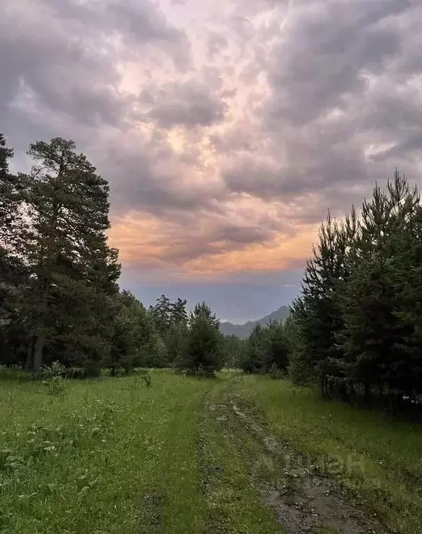 Участок в Алтай, Чемальский район, с. Чепош  (1.0 га.) - Фото 2