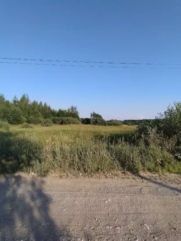 Деревня волынь новгородская область фото