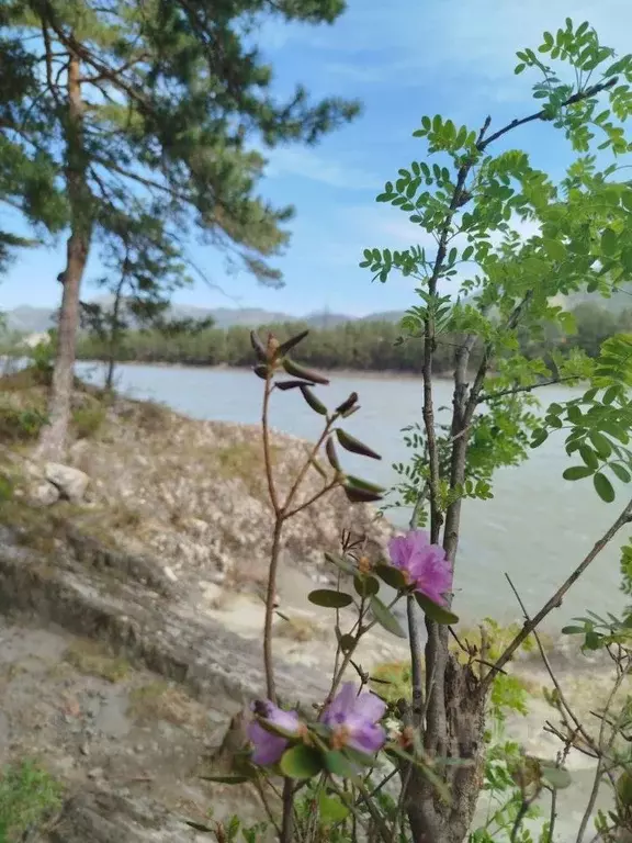 Дом в Алтай, Чемальский район, с. Анос ул. Нагорная, 19 (50 м) - Фото 1