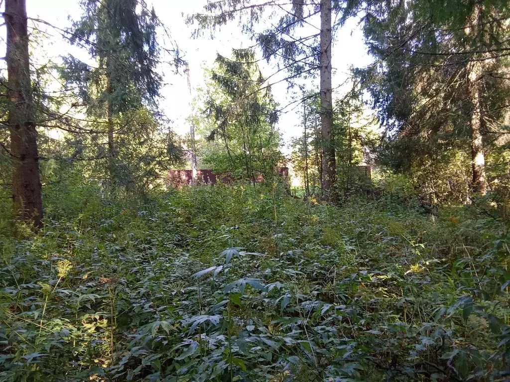 Участок в Московская область, Одинцовский городской округ, Иванова ... - Фото 2
