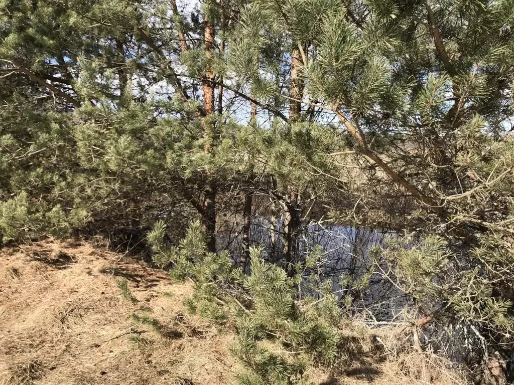 Участок в Псковская область, Палкинская волость, д. Олохово  (900.0 ... - Фото 1