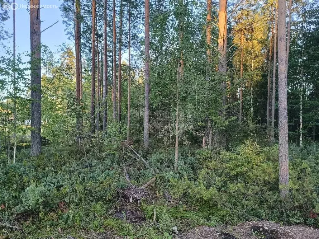 Участок в Республика Коми, муниципальный район Корткеросский, ... - Фото 1