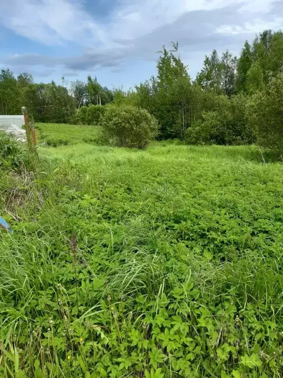 Участок в Ленинградская область, Выборгский район, Рощинское городское ... - Фото 1
