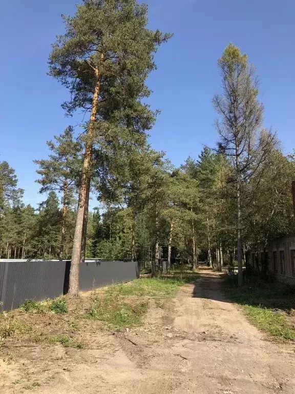 Участок в Ленинградская область, Луга  (1650.0 сот.) - Фото 0