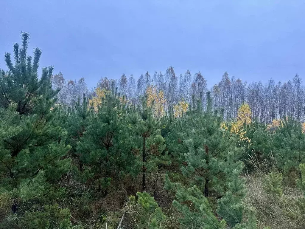 Участок в Брянская область, Брянск просп. Ленина (510.0 сот.) - Фото 1