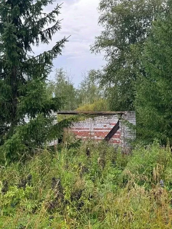 Участок в Ленинградская область, Волосовский район, Рабитицкое с/пос, ... - Фото 2