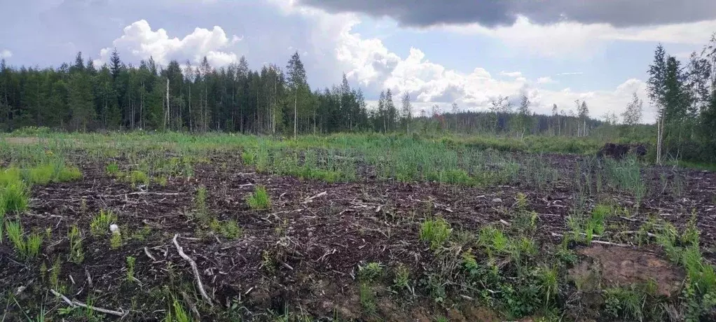 Участок в Ленинградская область, Всеволожский район, Агалатовское ... - Фото 0