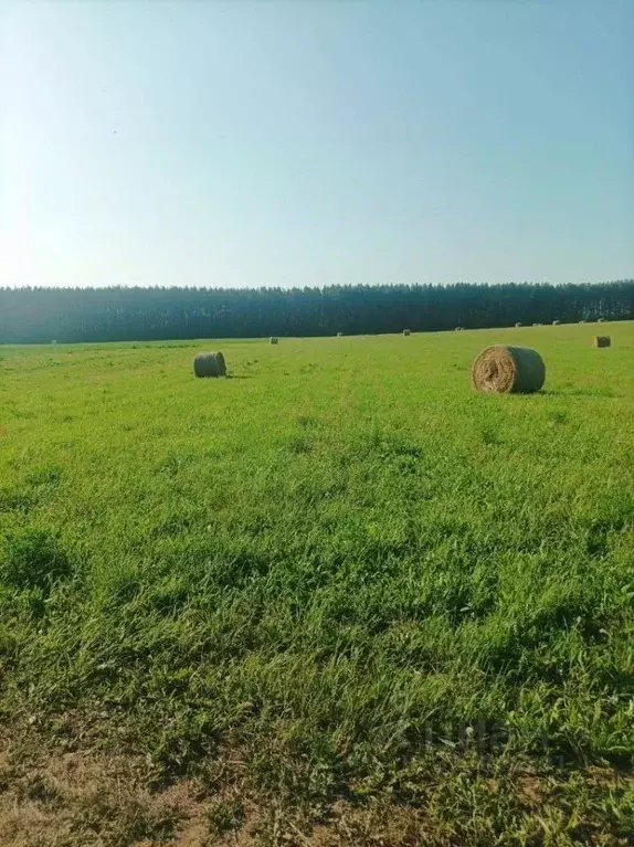 Участок в Марий Эл, Новоторъяльский район, Чуксолинское с/пос, д. Ноли ... - Фото 2