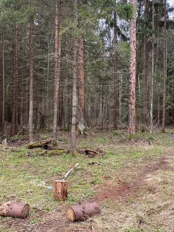 Участок 22 сот. (СНТ, ДНП) - Фото 0