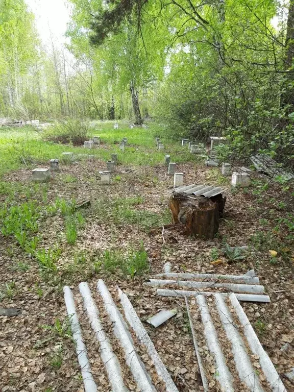 Участок в Алтайский край, Первомайский район, Котельщики садовые ... - Фото 1