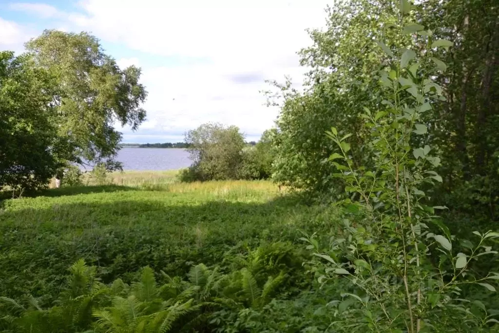 Участок в Тверская область, Осташковский городской округ, д. Турская  ... - Фото 1