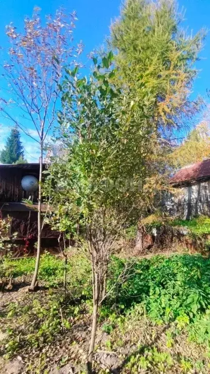 Участок в Новосибирская область, Новосибирский район, Новолуговской ... - Фото 2