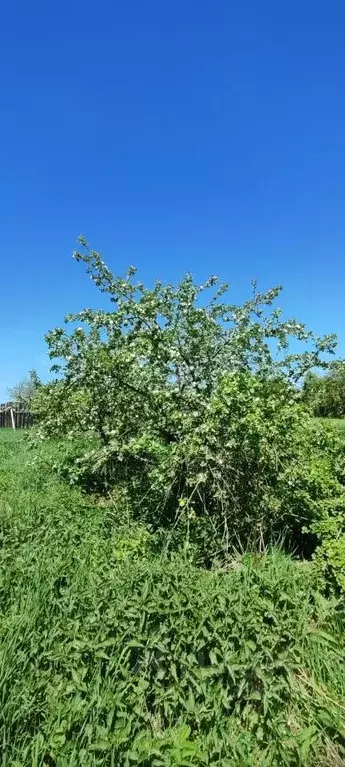 Участок в Пермский край, Краснокамский городской округ, с. Черная ул. ... - Фото 1