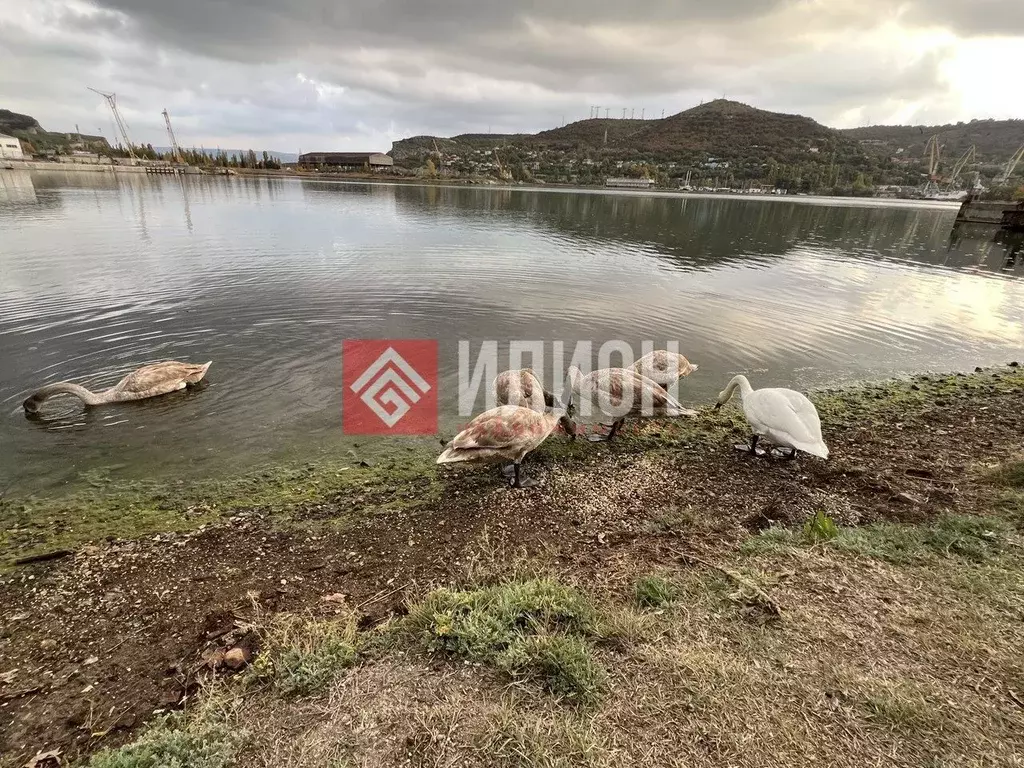 Участок в Севастополь, Севастополь, Инкерман г. Маяк-25 садоводческое ... - Фото 0