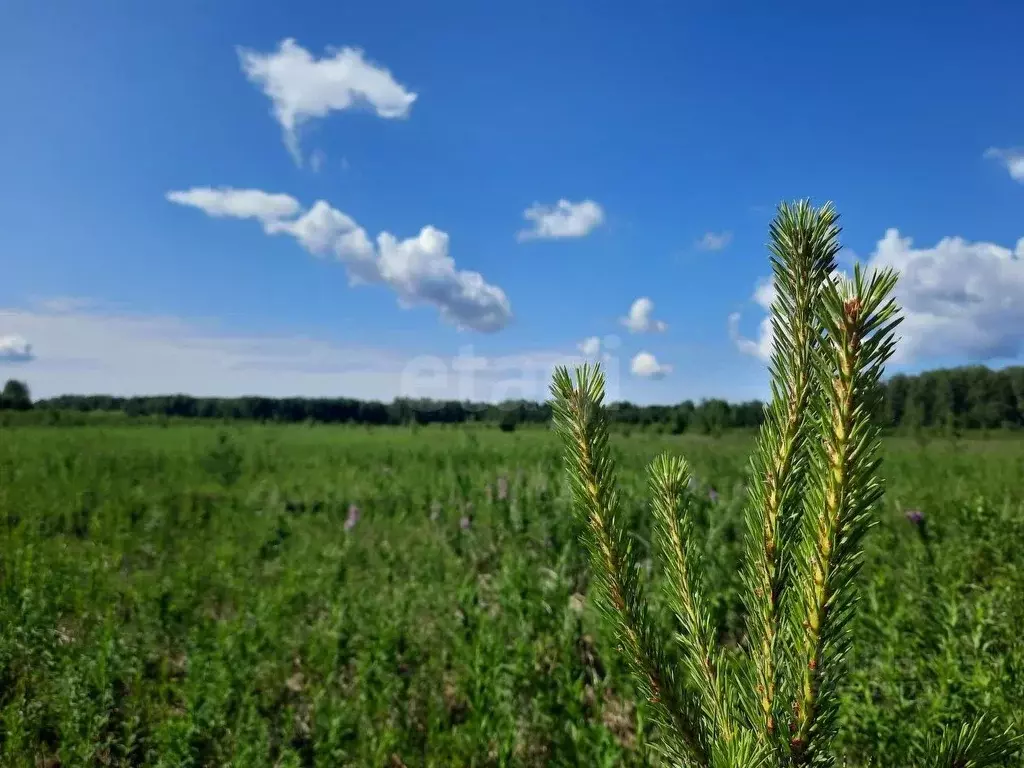 Участок в Тюменская область, Тюменский муниципальный округ, с. Кулига, ... - Фото 1