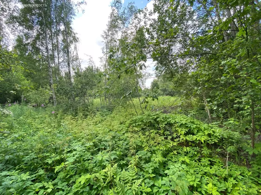 Участок в Гдовский район, Спицинская волость, деревня Подолешье (17.6 ... - Фото 1
