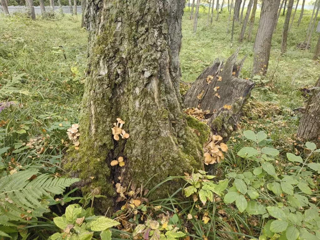 Участок в Калужская область, Тарусский муниципальный округ, Алекино ... - Фото 2