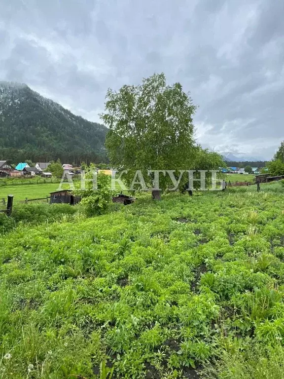 Участок в Алтай, Чемальский район, с. Чепош ул. Кучияк, 26 (8.98 сот.) - Фото 2