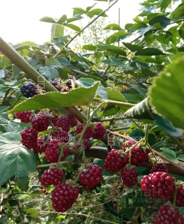 Дом в Волгоградская область, Городищенский район, Ерзовское городское ... - Фото 0