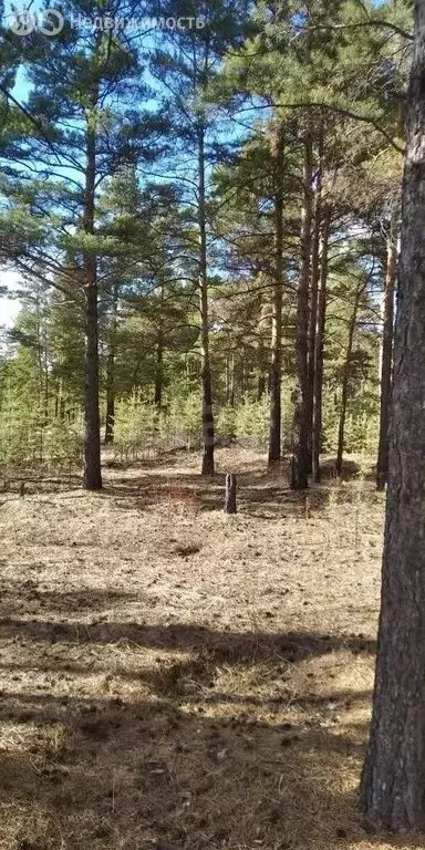 Участок в Забайкальский край, Читинский муниципальный округ, село ... - Фото 1