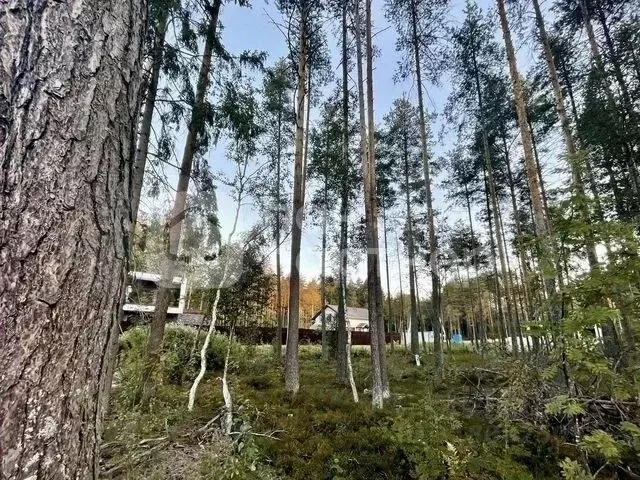 Участок в Ленинградская область, Всеволожский район, Токсовское ... - Фото 1