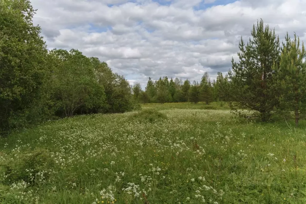 Участок в Ленинградская область, Всеволожский район, Лесколовское ... - Фото 0